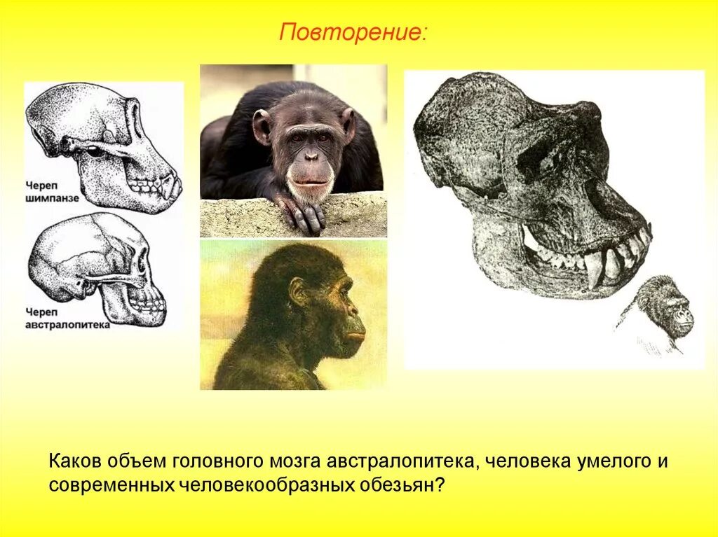 Какой мозг у приматов. Объем мозга человека и шимпанзе. Объем мозга обезьяны и человека. Строение черепа шимпанзе.