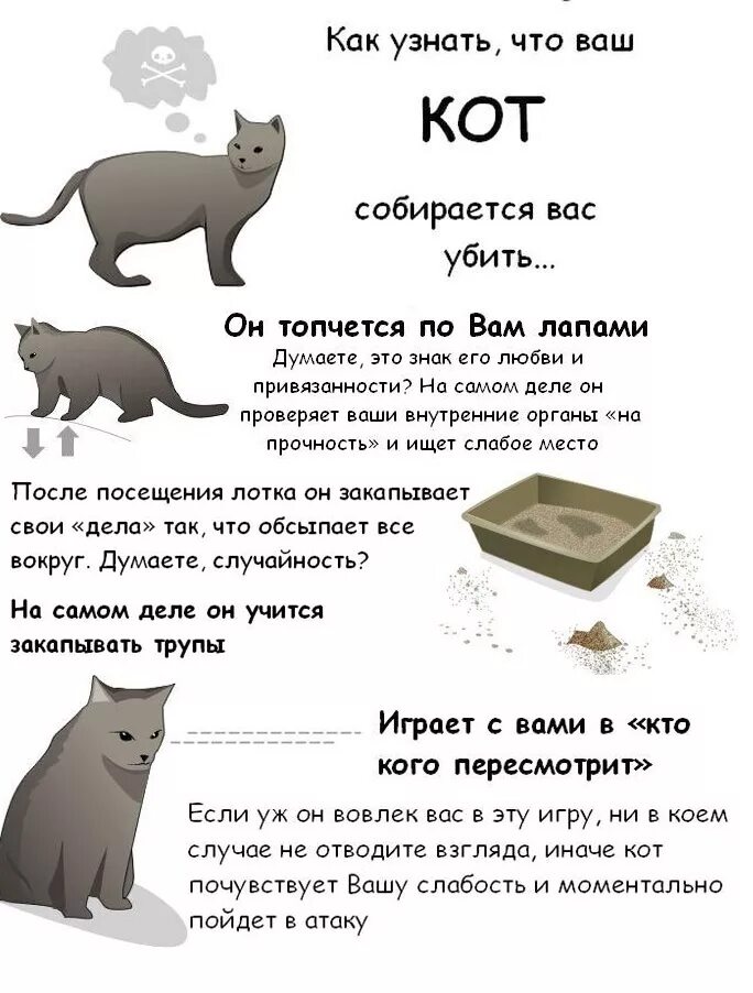 Как понять что ваш кот. Как понять что кот уме.