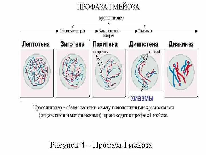 Стадии профазы 1 мейоза 1. Профаза первого деления мейоза процессы. Профаза лептотена. Редукционное деление мейоза профаза 1.