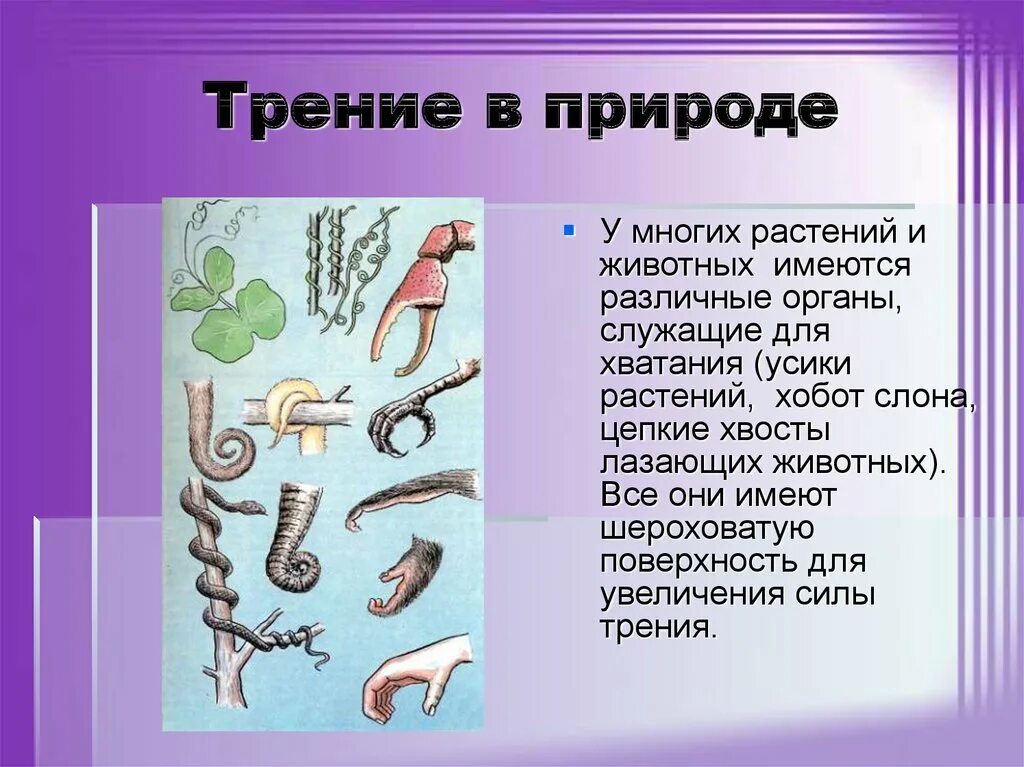 Трение в природе. Сила трения в природе. Сила трения в природе и технике. Сила трения в природе презентация.