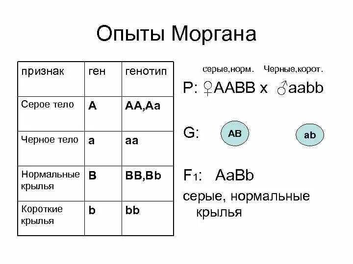 Организм с генотипом аавв образует. ААВВ генотип. ААBB генетика генотип. ААВВ ААВВ названия генотипов. Задачи по генетике на ААВВ Х ААВВ.