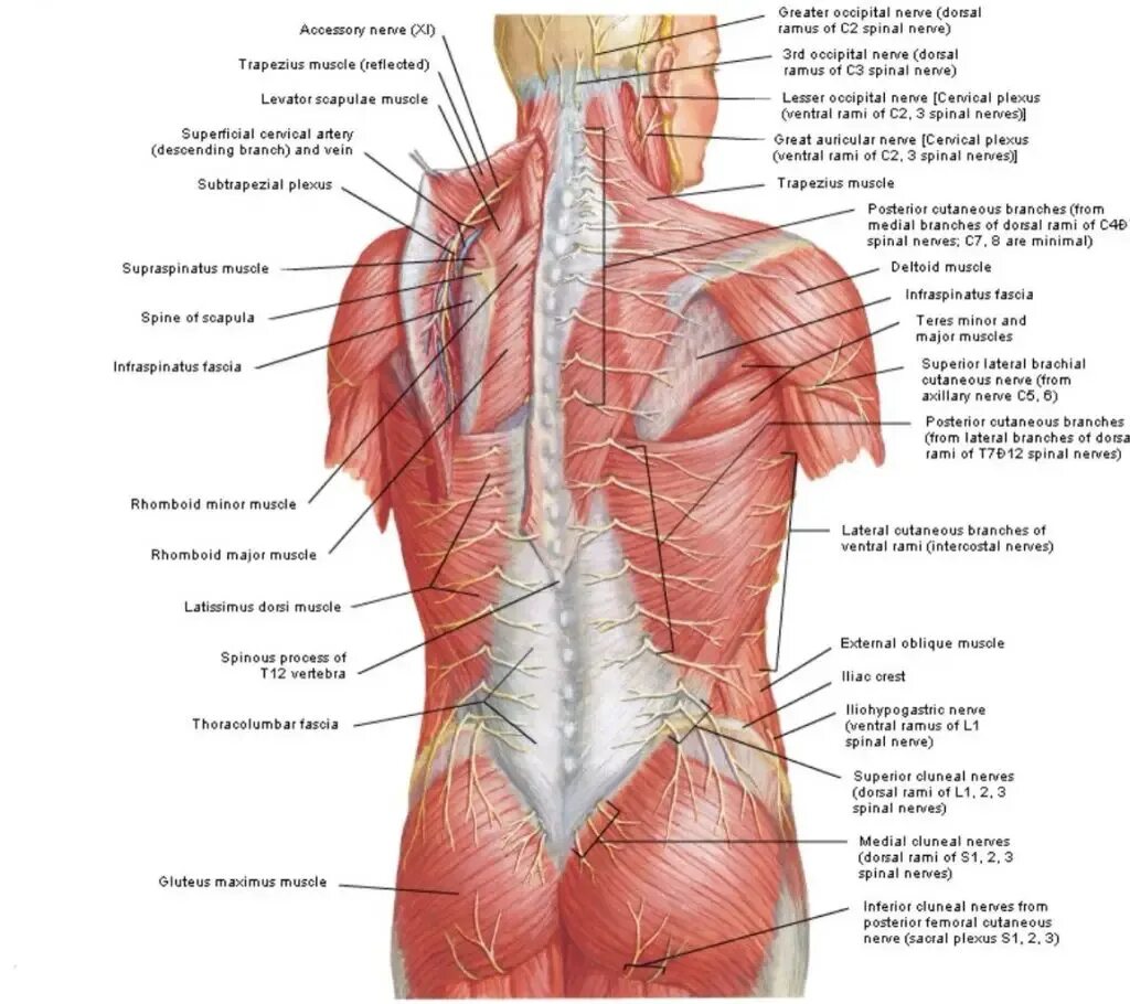 Миология мышцы спины анатомия. Иннервация мышц спины анатомия. Мышцы спины анатомический атлас.