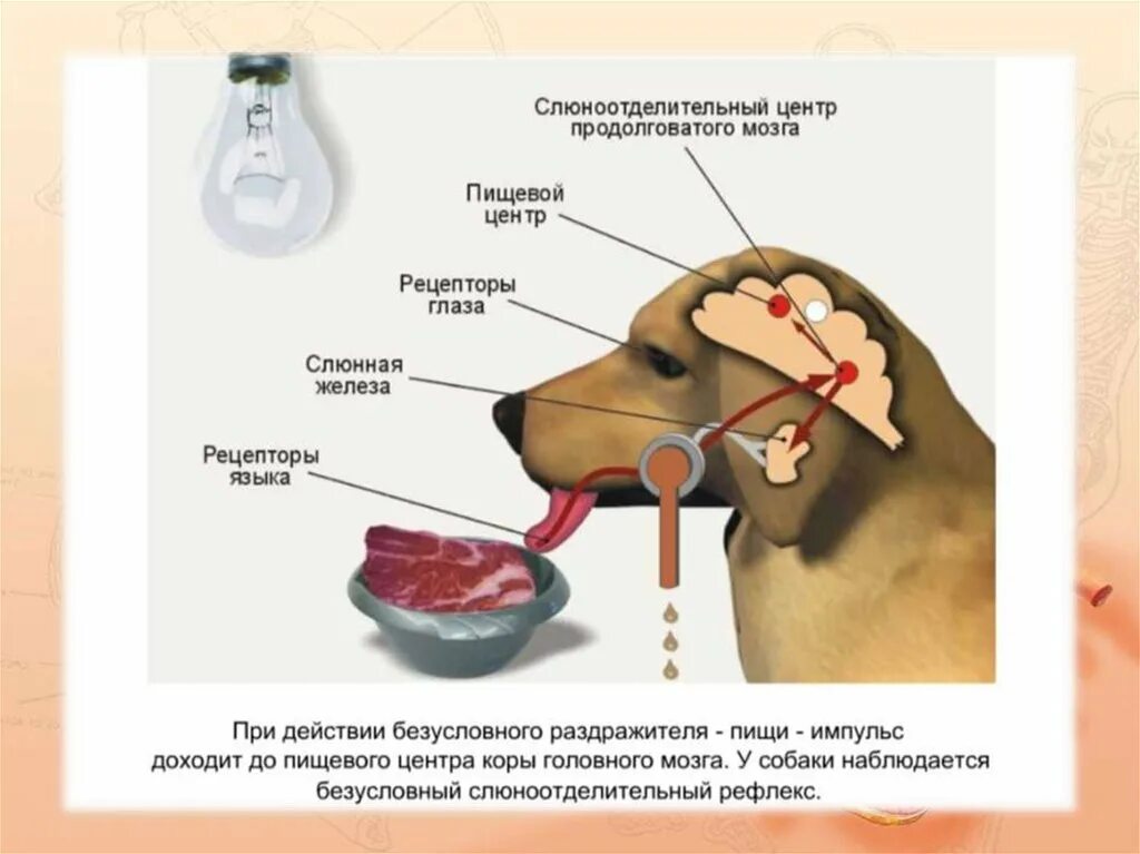 Выделение горячей слюны. Безусловный рефлекс слюноотделения собаки. Регуляция пищеварения безусловный рефлекс. Регуляция пищеварения 8 класс рефлексы. Собака Павлова условный рефлекс.