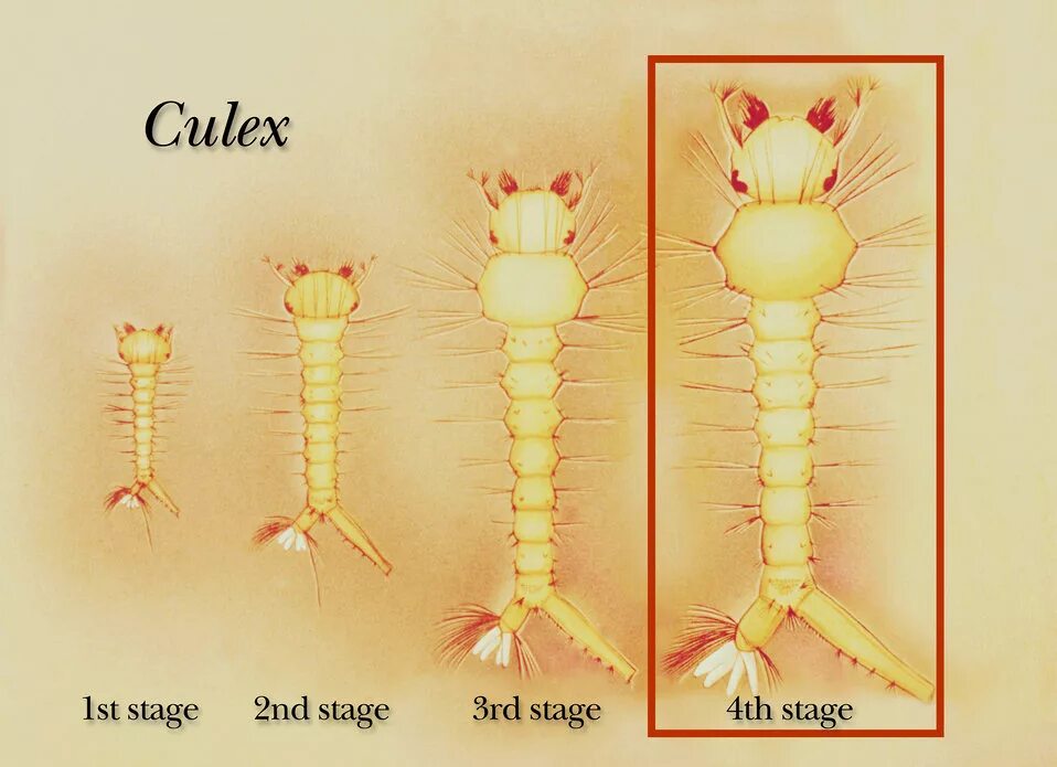 лицедей ее высочества алекс кулекс