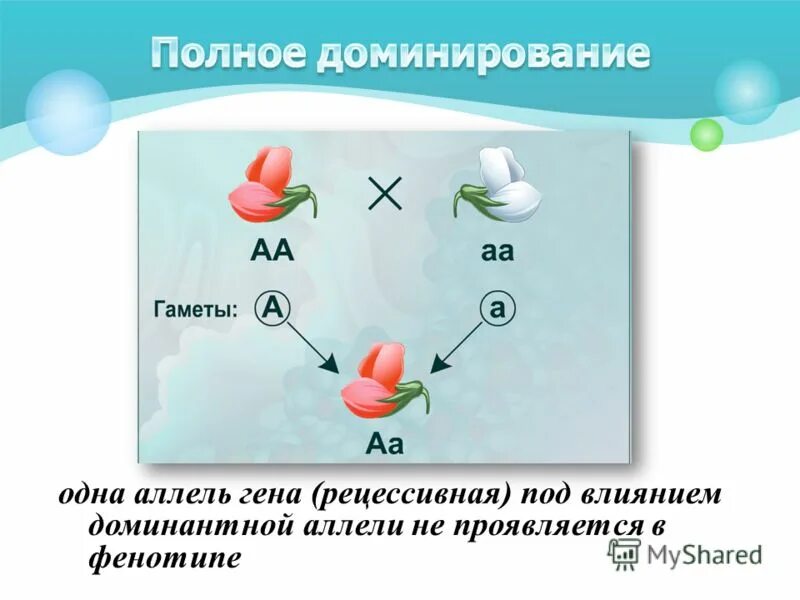 Пример полного доминирования аллельных генов. Кодоминирование полное и неполное доминирование. Полное доминирование это. Полное доминирование это в генетике. Полное неполное кодоминирование