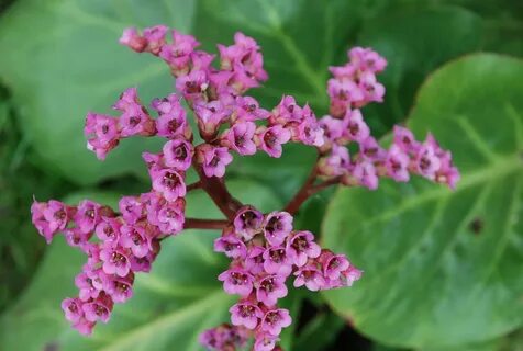 Bergenia crassifolia сырье
