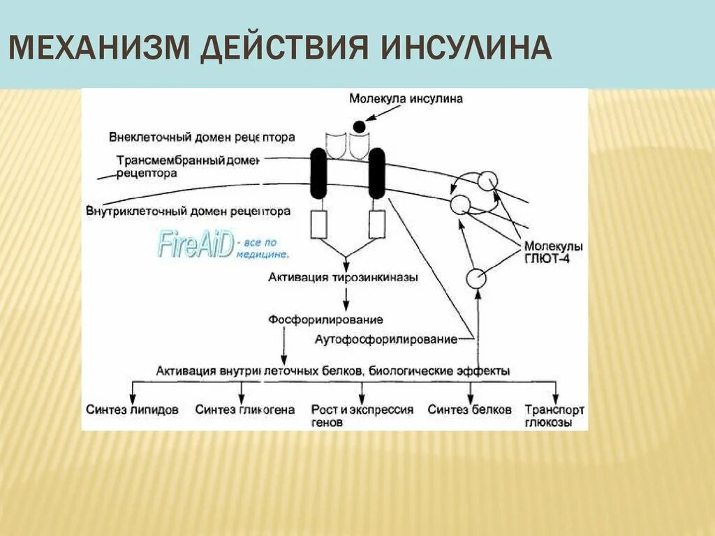 Механизм действия инсулина биохимия схема. Действие инсулина на клетки. Механизм действия инсулина биохимия схема. Механизм действия инсулина на клетки мишени. Инсулин схема действия гормона.