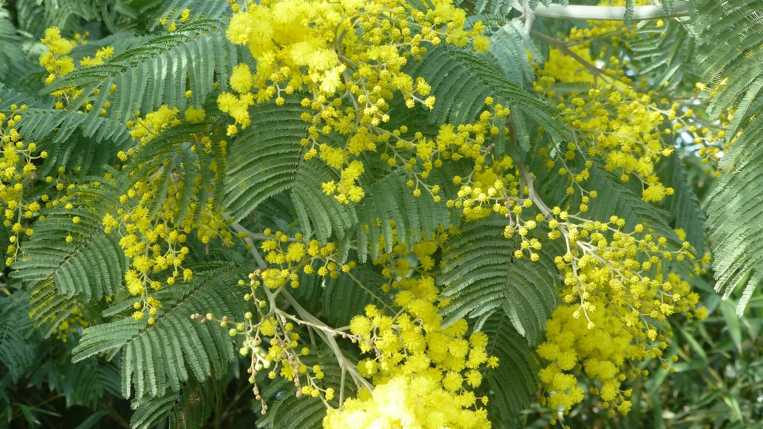 Акация серебристая Мимоза. Акация серебристая (Acacia dealbata). Серебряная Акация Мимоза. Мимоза семейства бобовых.