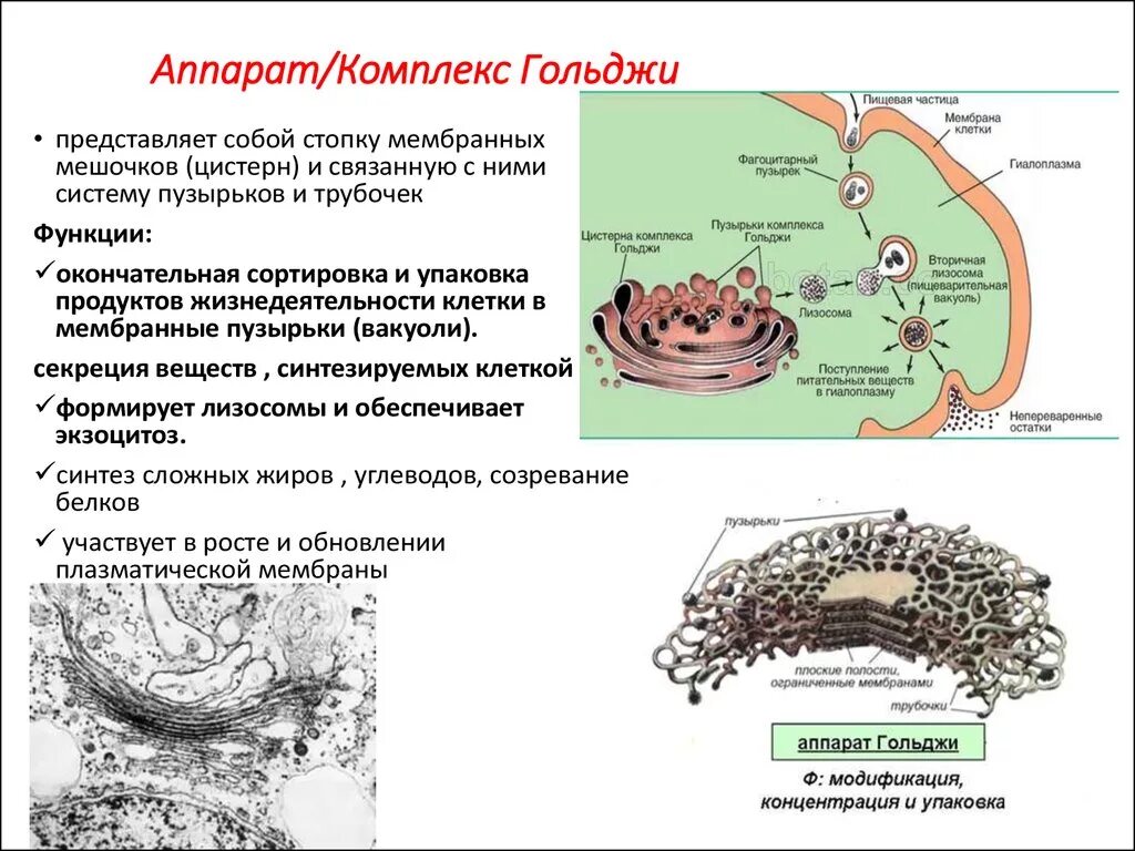 Гольджи ферменты. Аппарат Гольджи строение и функции. Комплекс аппарат Гольджи функции. Структура клетки комплекс Гольджи.