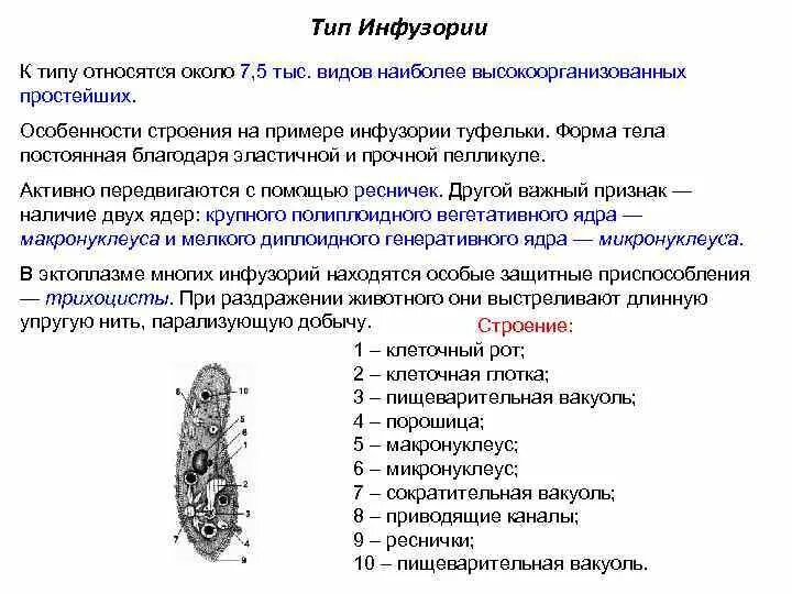 Каковы особенности строения и жизнедеятельности. Общая характеристика простейших инфузории туфельки. Общая характеристика инфузории туфельки 7 класс биология. Тип инфузории особенности строения. Общая характеристика класса инфузория туфелька.