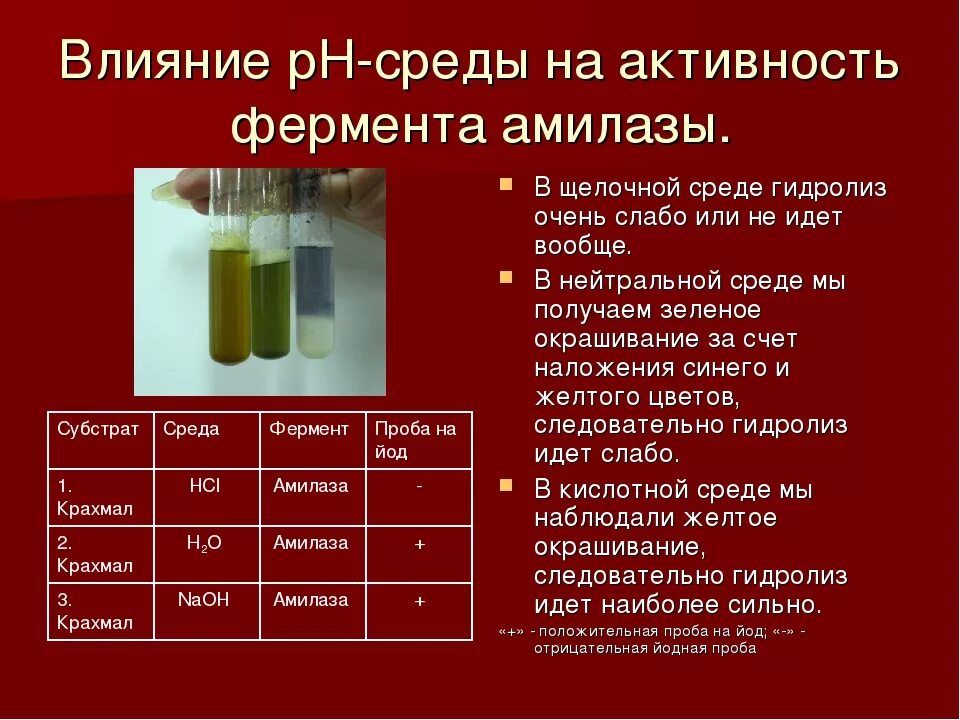 Влияние РН среды на активность амилазы. Влияние PH среды на активность амилазы. Влияние PH на активность ферментов амилазы. Активность амилазы слюны. Слабощелочная среда ферменты