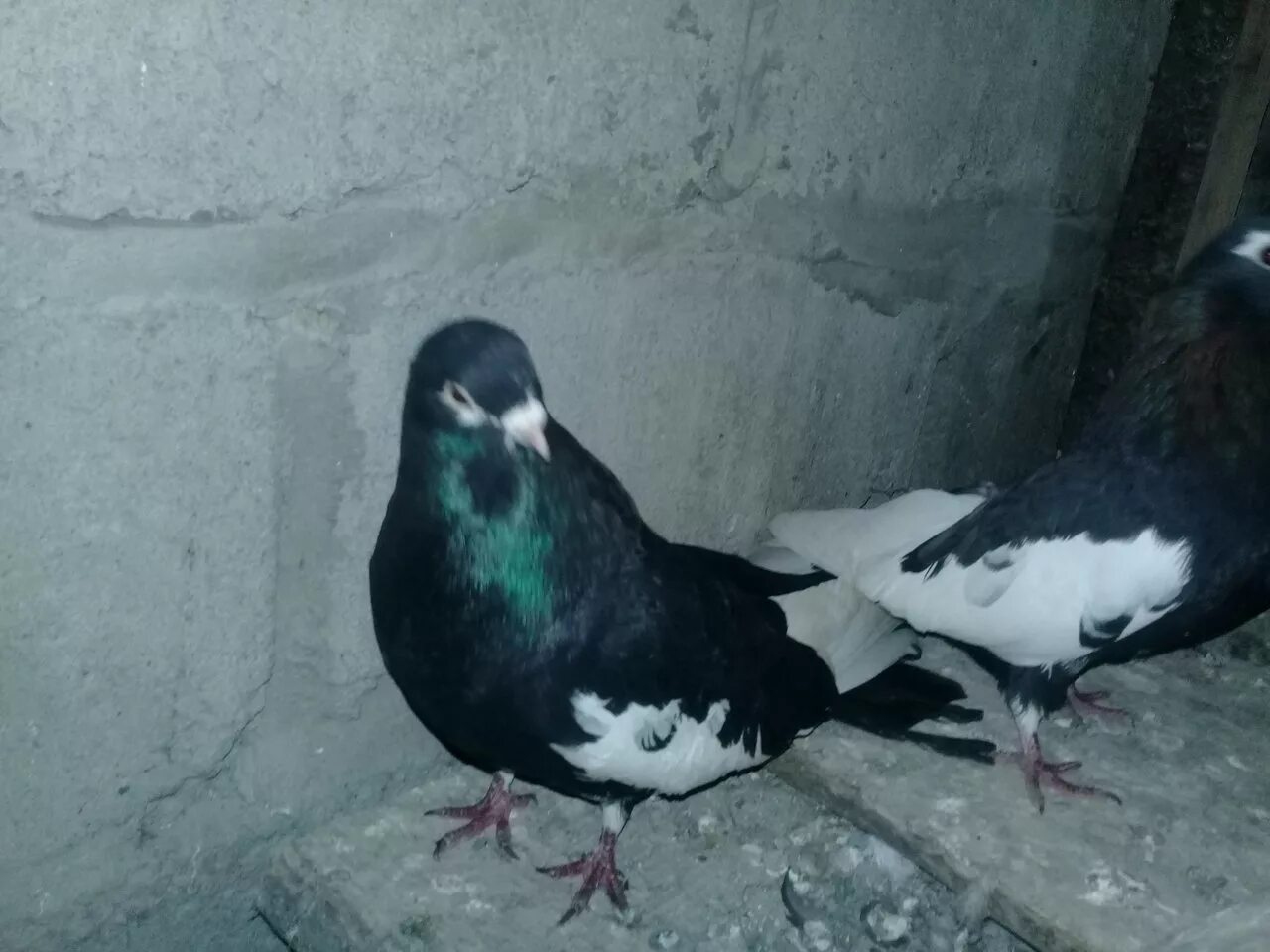 голуби курский турман красные. курские голуби. порода голубей курский турман. голуби курские высоколетные. чёрно-пегий турман голубь.