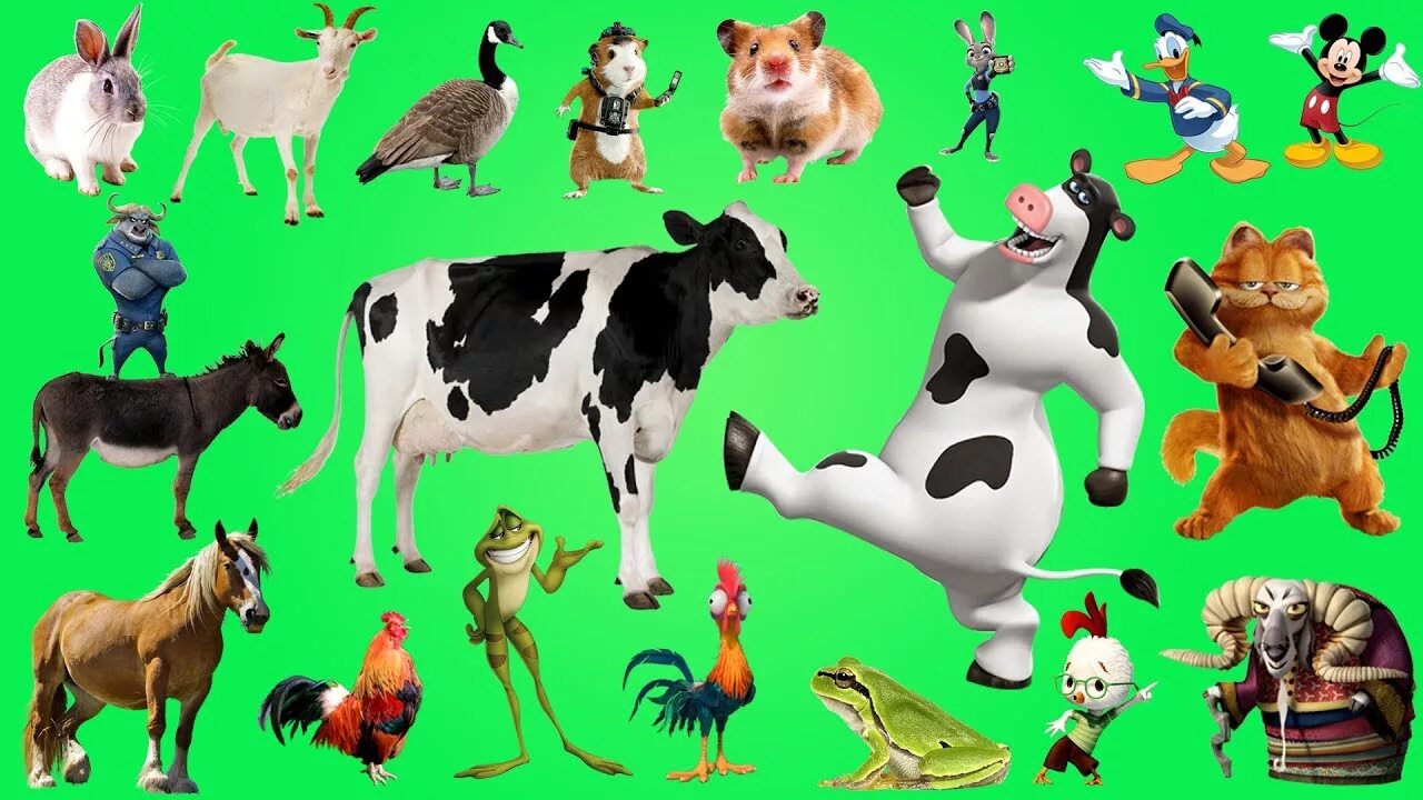 Тг канал животные. DRULII TV Farm animals. DRULII TV животные. Домашние животные ТВ. Learn Farm animals for Kids.