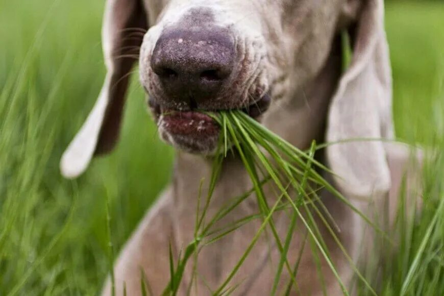 Почему собака травка. Собака ест траву. Собачья трава. Собака на траве. Собака и растение.