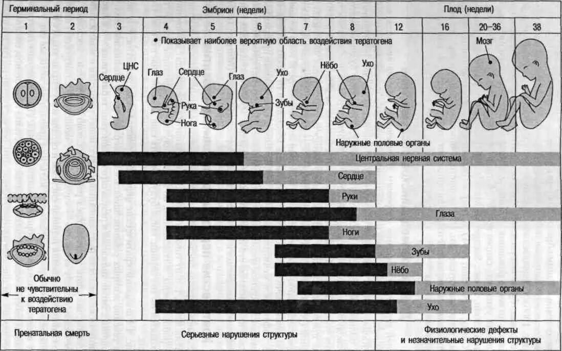 Периоды развития плода схема. Критические этапы развития зародыша. Схема периодов внутриутробного развития плода. Критические периоды развития плода таблица.