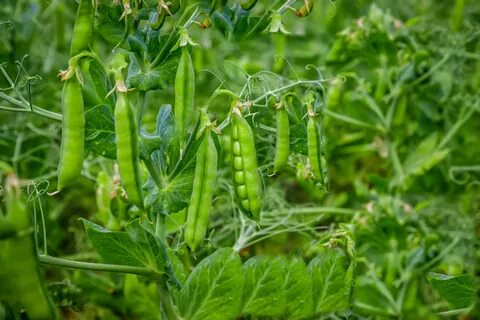 English Peas (Pisum sativum, var. sativum) .