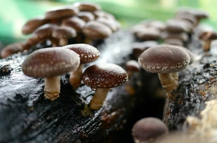 Шиитаке польза. Шиитаке Lentinula edodes. Шиитаке Shiitake (Lentinula edodes). Шиитаке съедобные грибы. Грибы японские шитаки.