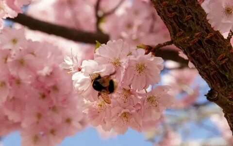 Картинки весны хорошего качества