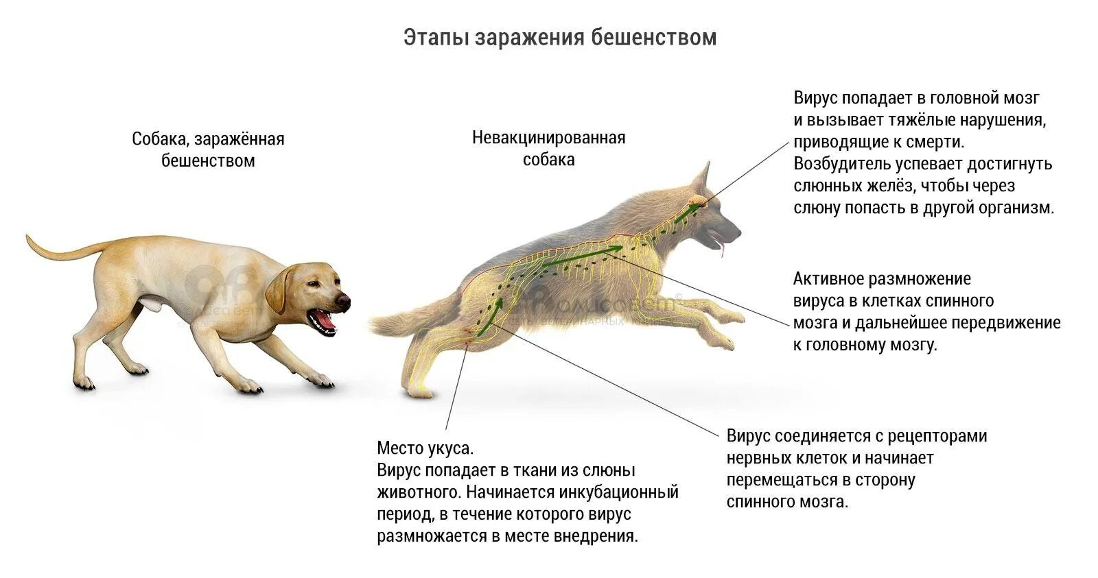 Симптомы укуса собаки человека. Инкубационный период бешенства у собак. Схема заражения бешенством.
