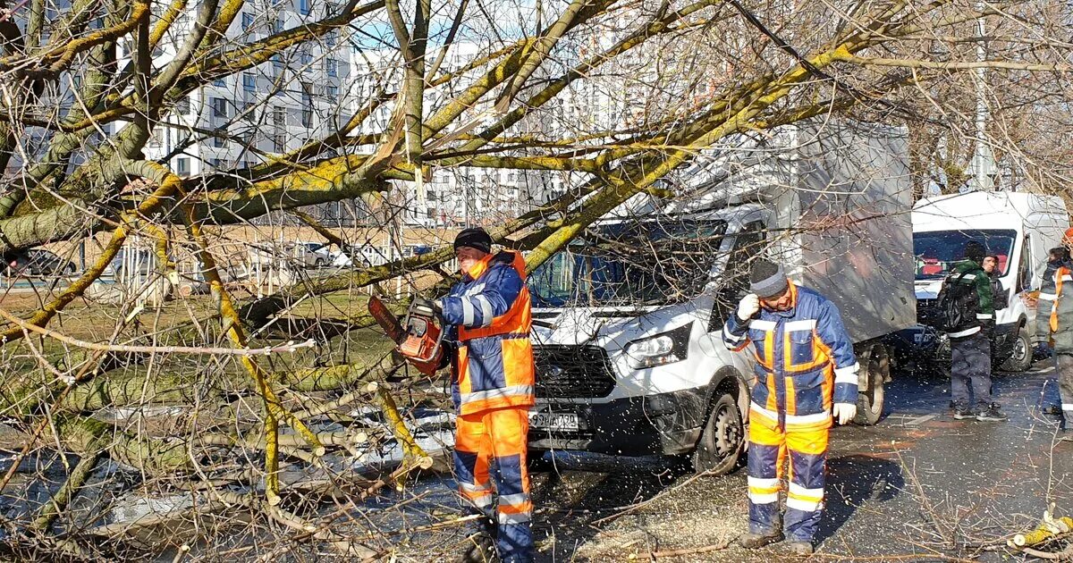 Сегодня был сильный. Упавшие деревья в Москве. Падение дерева в Москве. В Москве ветер повалил деревья. В Москве упало дерево.