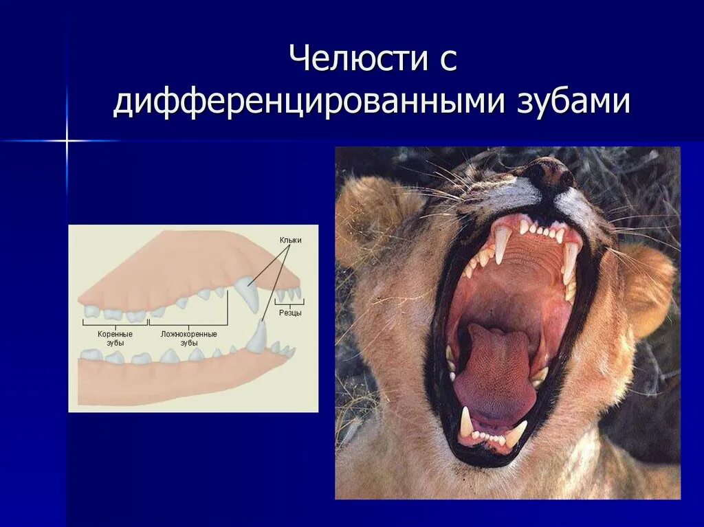 Сколько зубов у млекопитающих. Зубы млекопитающих дифференцированы. Зубы человека дифференцированы. На челюстях дифференцированные зубы. Дифференциация зубов у млекопитающих.