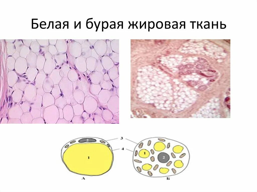 Жировой перестройки. Бурая жировая ткань микропрепарат. Жировая ткань строение гистология. Белый и бурый жир гистология. Липоцит белой и бурой жировой ткани.