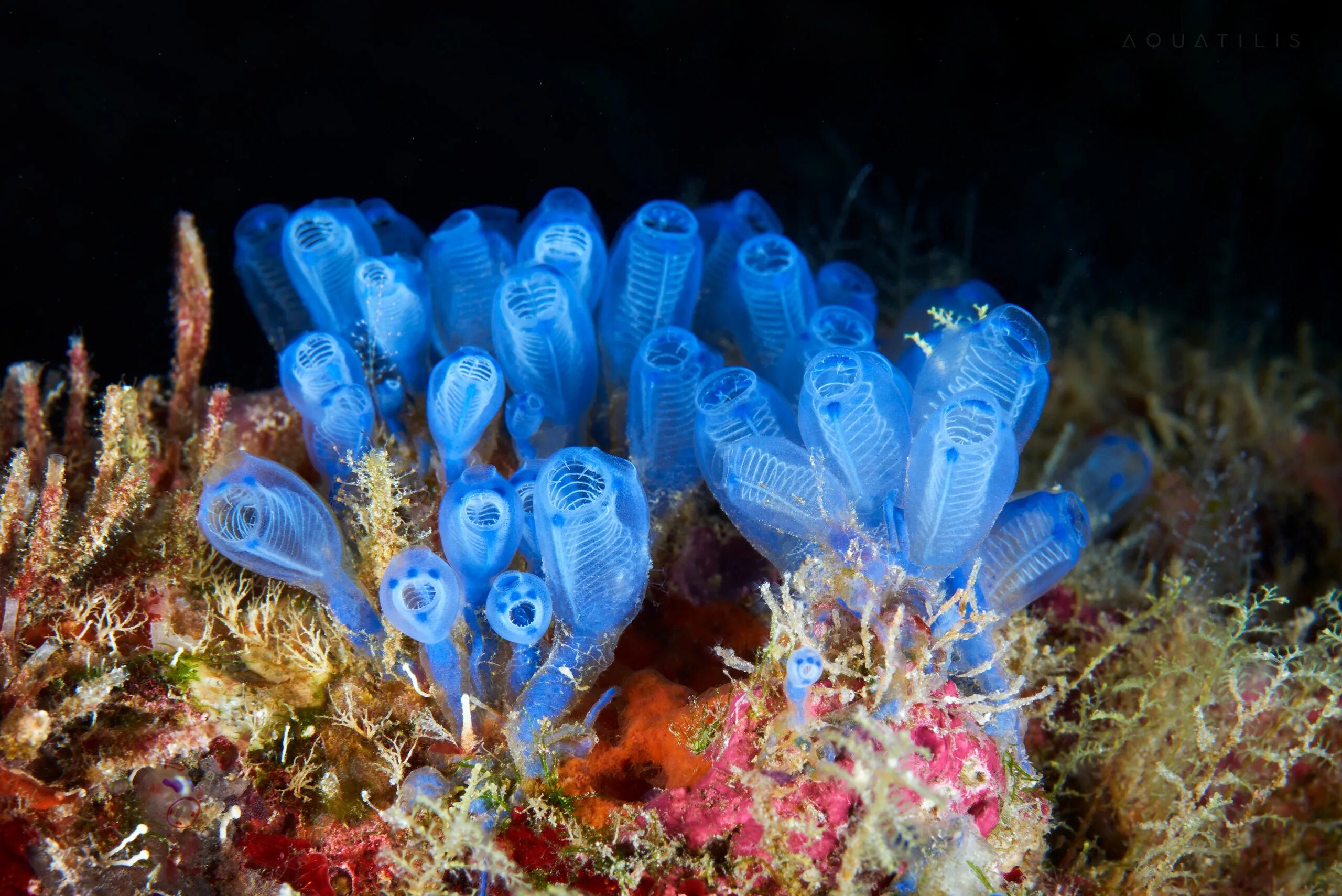 Какой уникальный подводный объект созданный живыми организмами
