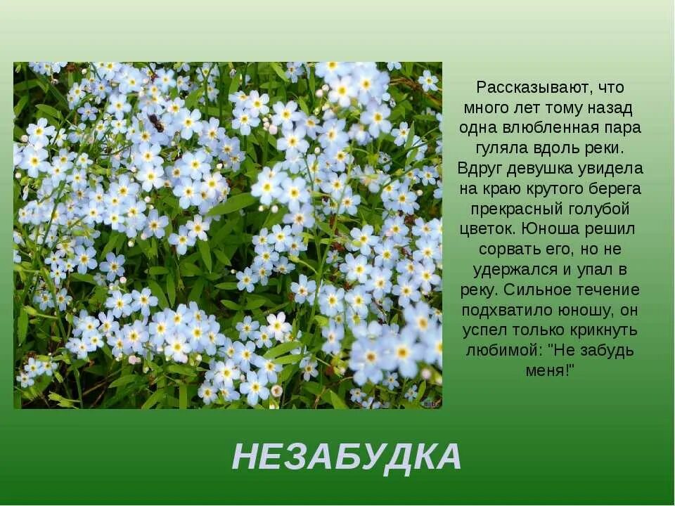 Легенда о полевых цветах. Легенды о цветах маленькие. Легенда о незабудке. Легенды о цветах для детей. Незабудка 3 класс