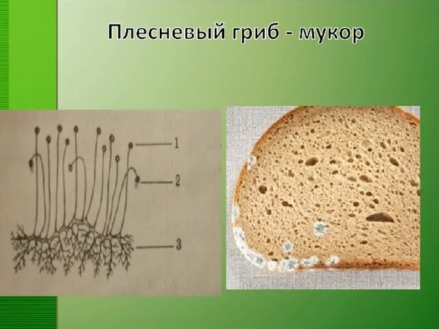 Строение плесневого мукора. Мукор пеницилл аспергилл. Плесневый гриб мукор его части. Строение плесени пеницилл. Строение плесневого гриба мукора.