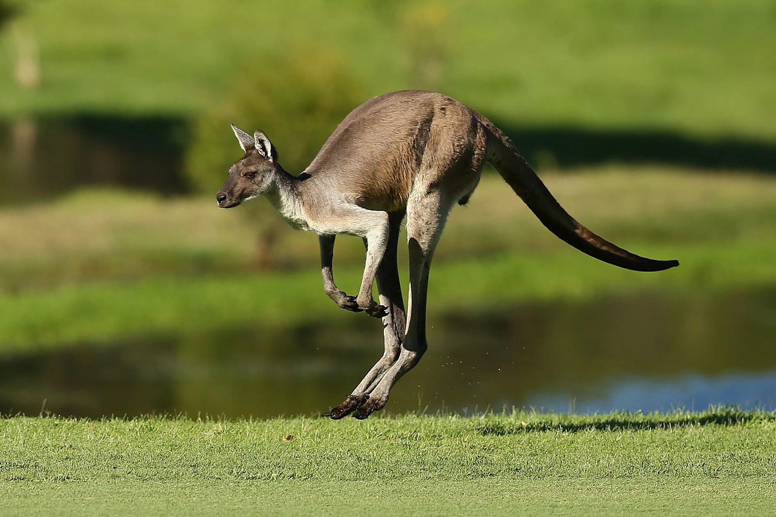 Кенгуру в Австралии. Кенгуру эндемик. Кенгуру Австралия в прыжке. Африканский кенгуру.