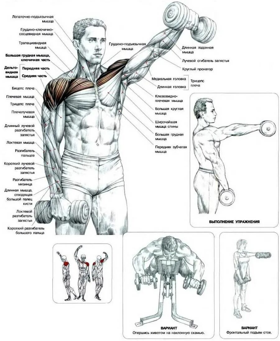Грудные гантелями дома. Упражнения для дельтовидных мышц со штангой и гантелями. Упражнения на дельтовидные мышцы с гантелями. Схема прокачки плеч. Упражнения для прокачки мышц плеча.