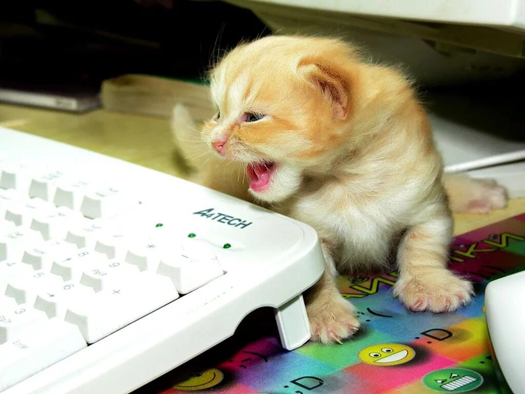 Кот и компьютер. Котенок на ноутбуке. Кошка и ноутбук. Котик играет в компьютер. Котик играет в компьютер.