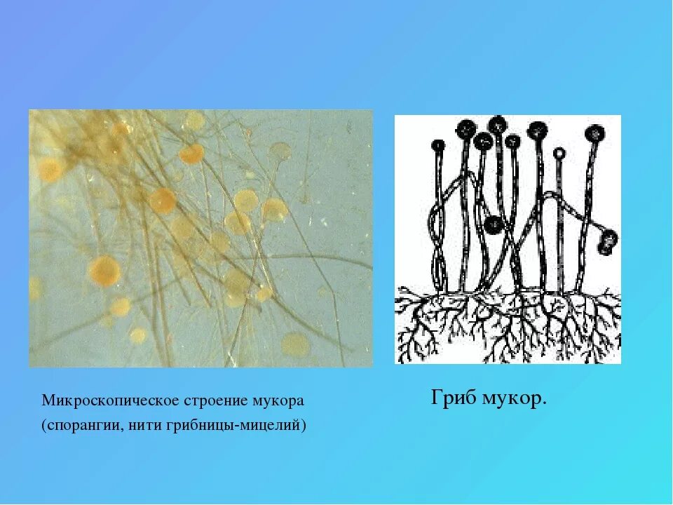 Каково значение гриба мукора в жизни. Строение гриба мукора. Строение спорангия мукора. Строение мицелия мукора. Гриб мукор (Mucor).