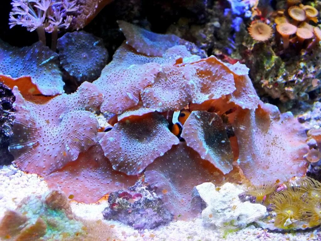 Где находится морской гриб. Морской гриб. Морские аквариумные грибы. Грибы морской аквариум. Морской гриб красный.