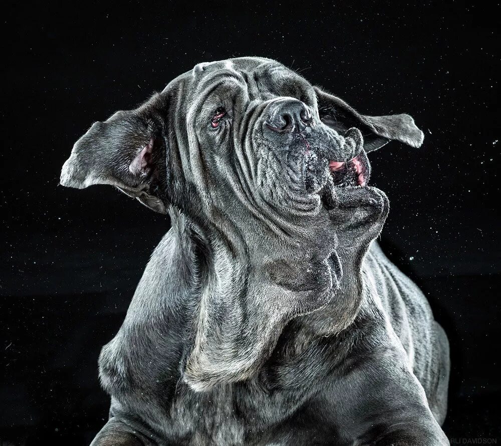 мокрая кошка. огромный мокрый. сухой фонтан площадь свободы глазов 2023. валерия орсини в красном платье. вода из скалы.