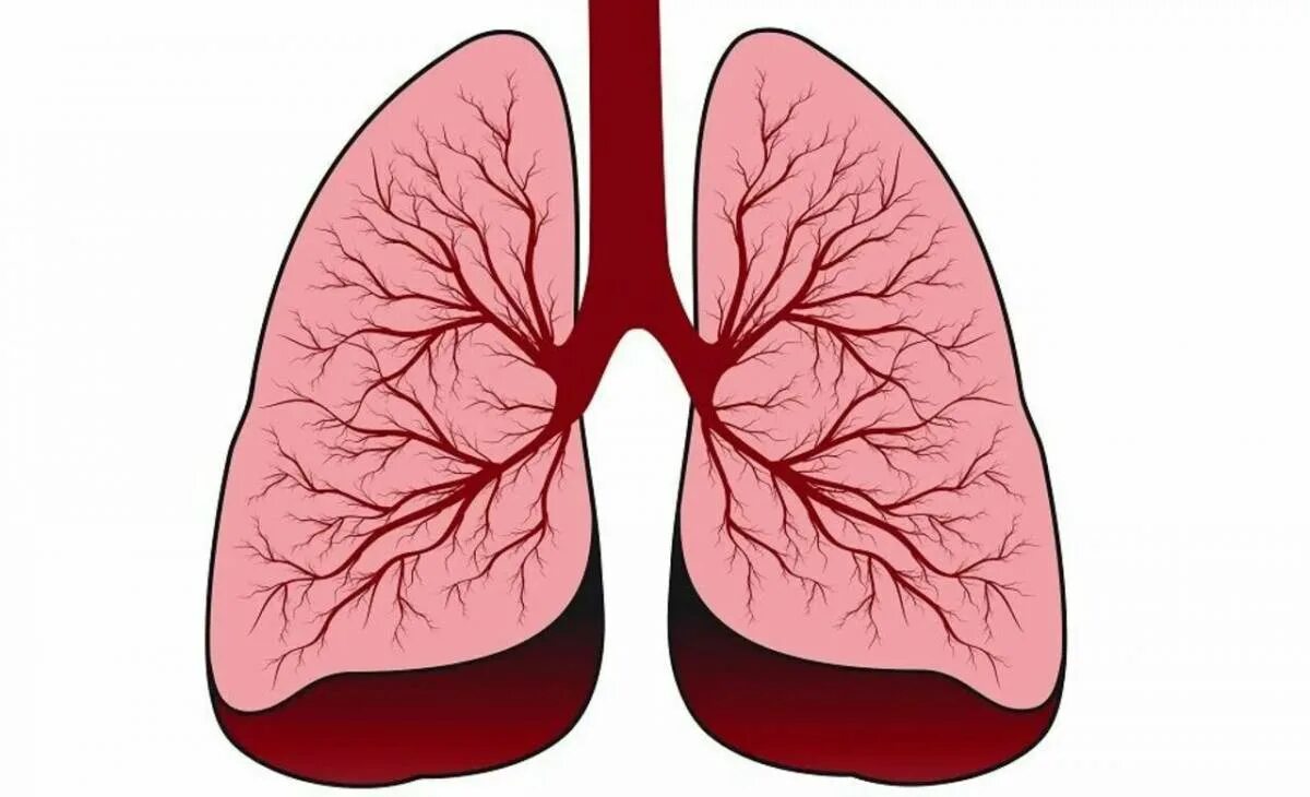 Легкие картинки. Орган легкие человека. Рисунок легких.