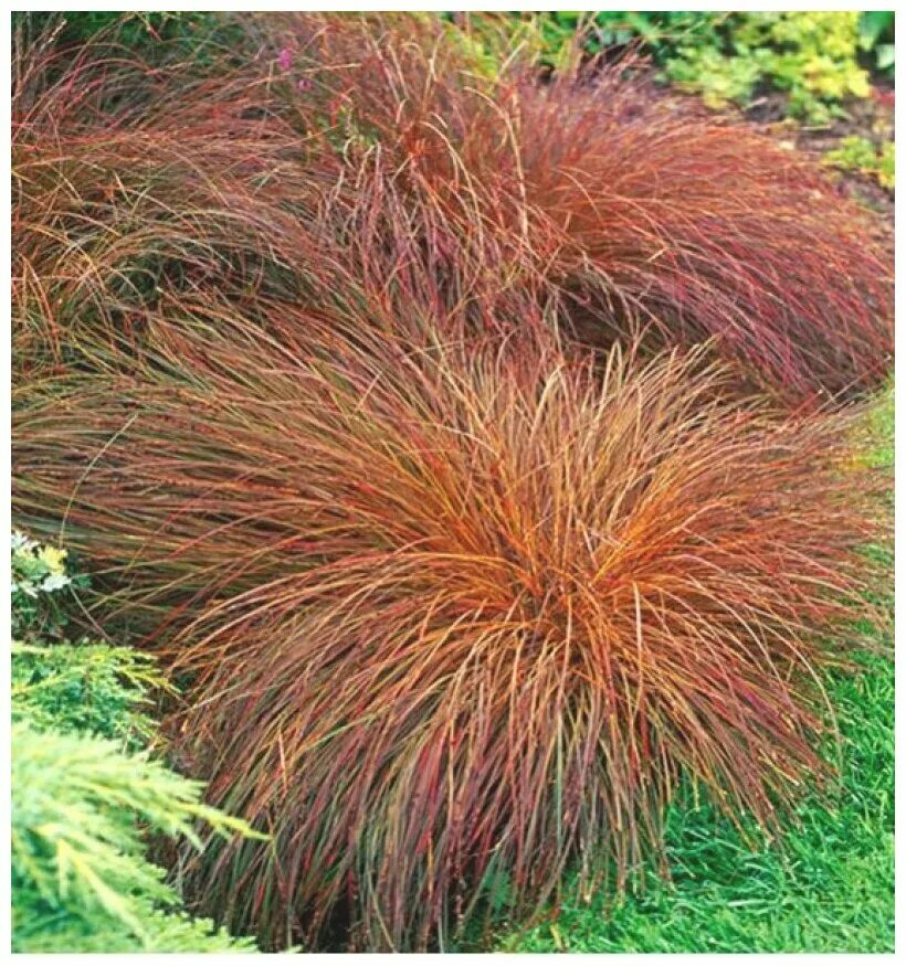 Семена осоки. Семена осоки. Осока власовидная. Осока дэвелла. Семена осоки.