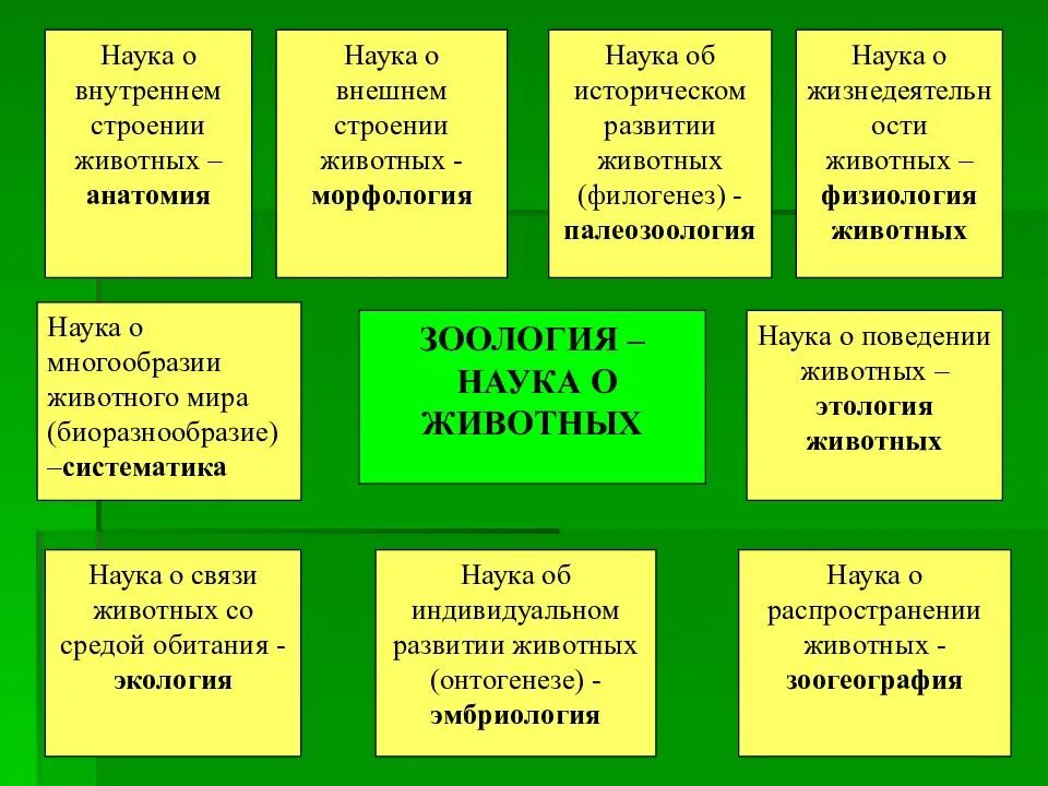 Наука о строении животных. Науки о животных. зоология наука о животных. название наук о животных. науки связанные с зоологией.