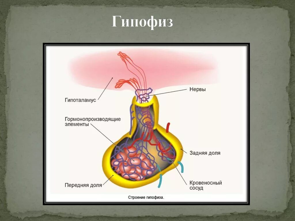 Гипофиз кровеносная система. Анатомические структуры передней доли гипофиза.