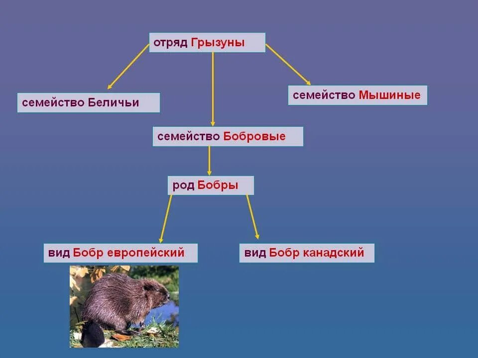 Роль грызунов в жизни человека. Классификация грызунов. Отряд Грызуны классификация. Систематика грызунов. Систематика отряда грызунов.