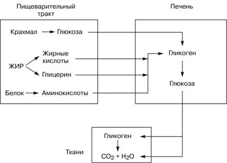Обмен глюкозы в организме человека