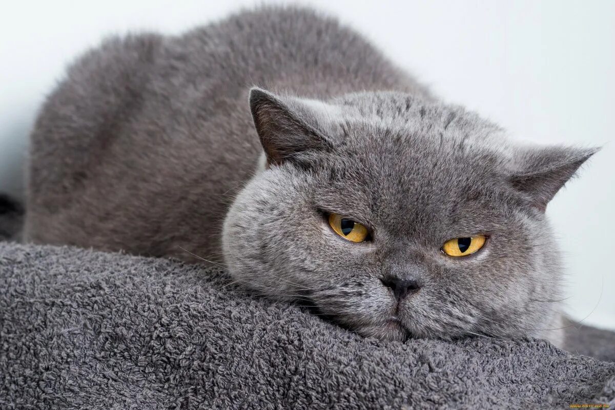 Какие есть британские коты