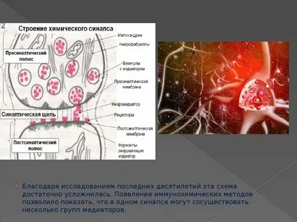 Нервные медиаторы