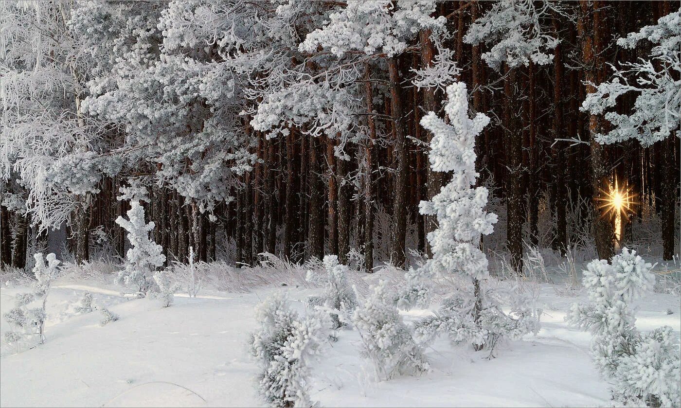 Морозный лес. Мороз в лесу. Морозная опушка. Брянские леса зимой.