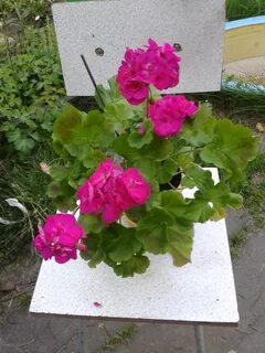 Пеларгония античная