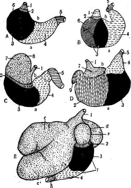 Желудок животных строение. Однокамерный желудок КРС. Строение желудка курицы анатомия. Оболочки однокамерного желудка. Многокамерный желудок.