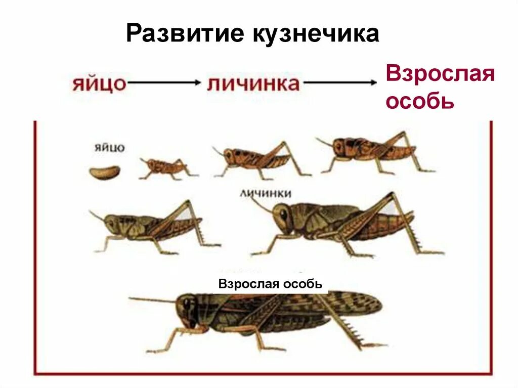 Какое развитие у саранчи. Стадии постэмбрионального развития кузнечика. Стадии развития насекомых с неполным превращением отряд Прямокрылые. Непрямое развитие с неполным превращением кузнечик. Яйцо личинка Имаго(взрослая особь).