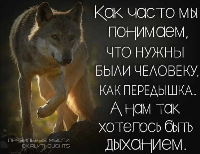 Цитаты волка. Волки цитаты в картинках. Статусы с волками. Статусы с волками. Цитаты волка.