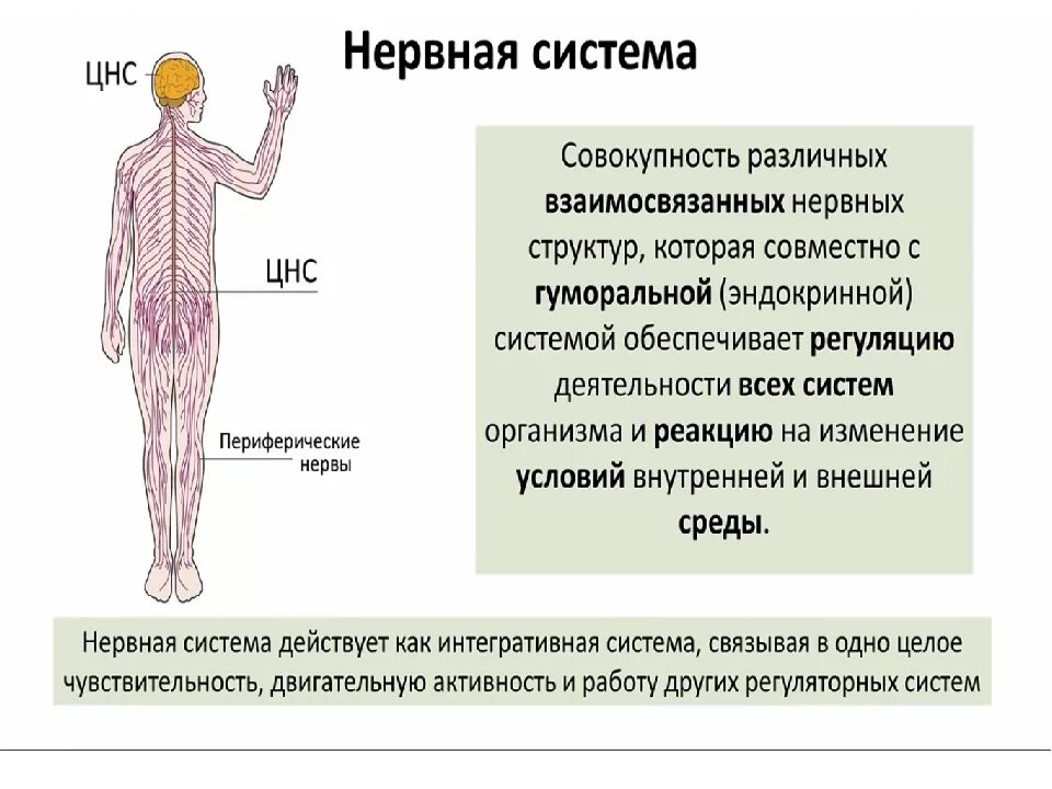 Нервная система человека. Строение нервной системы человека. Нервная система человека состоит из. Нервная система человека анатомия. Периферическая нервная система ядра
