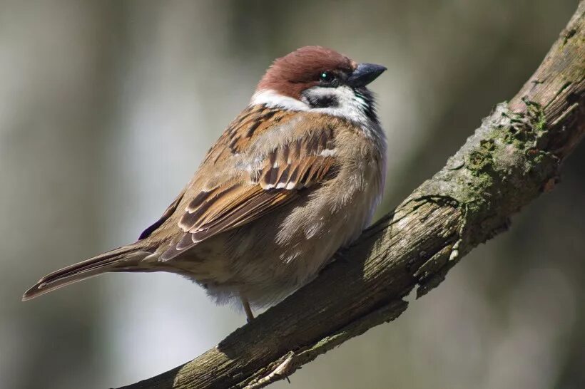 воробей обыкновенный. воробьи на дальнем востоке. домой воробей. полевой воробей. домовый воробей воробьиные.